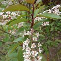 Prunus padus 'Colorata' P18 P28